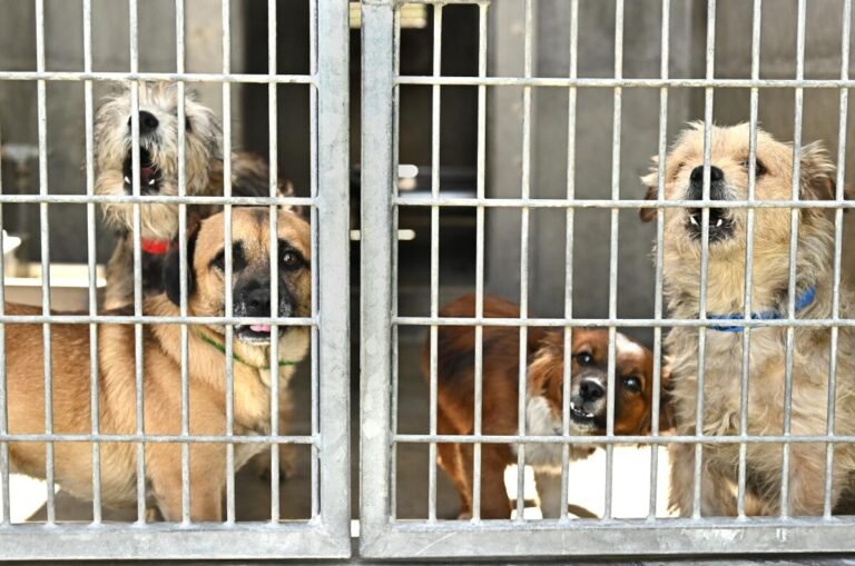 LA City Animal Shelters Facing Dire Crisis-What Really Happened?